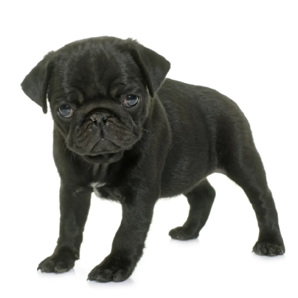Imagem do filhote de Pug